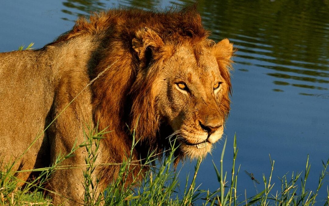 The Ultimate Guide to Exploring Sabi Sands Game Reserve: Tips, Tricks, and Must-See Attractions