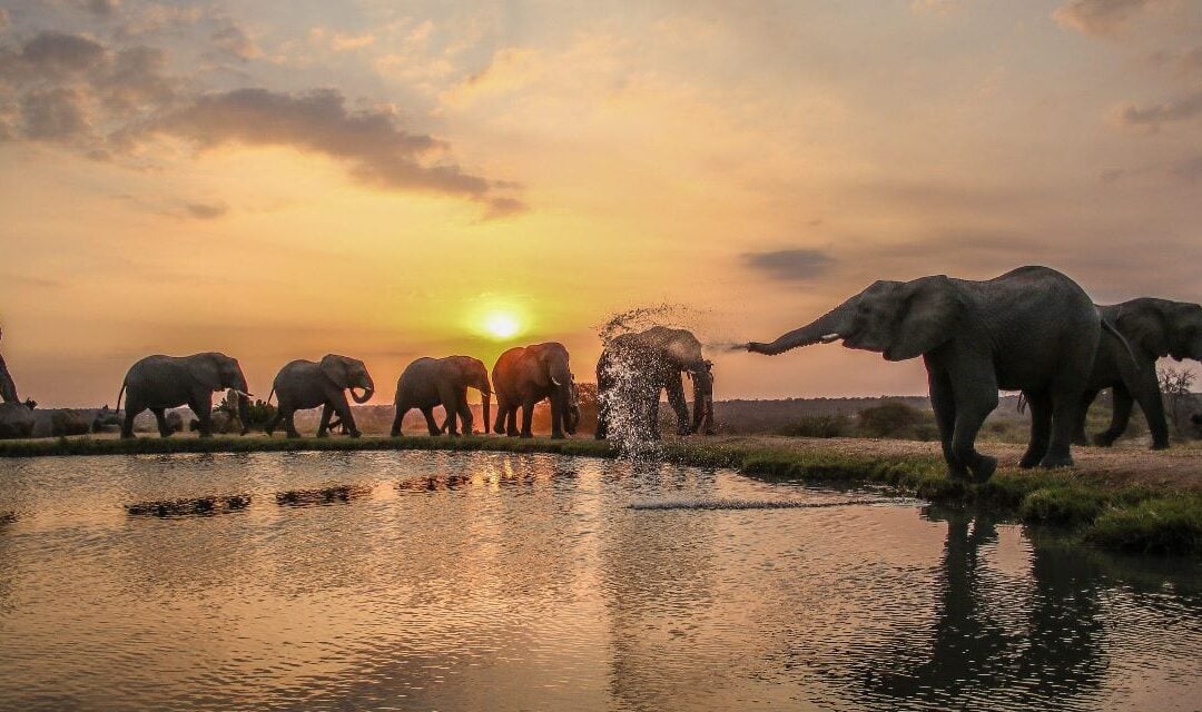 Mala Mala Game Reserve: Where Luxury Meets Wildlife Adventure