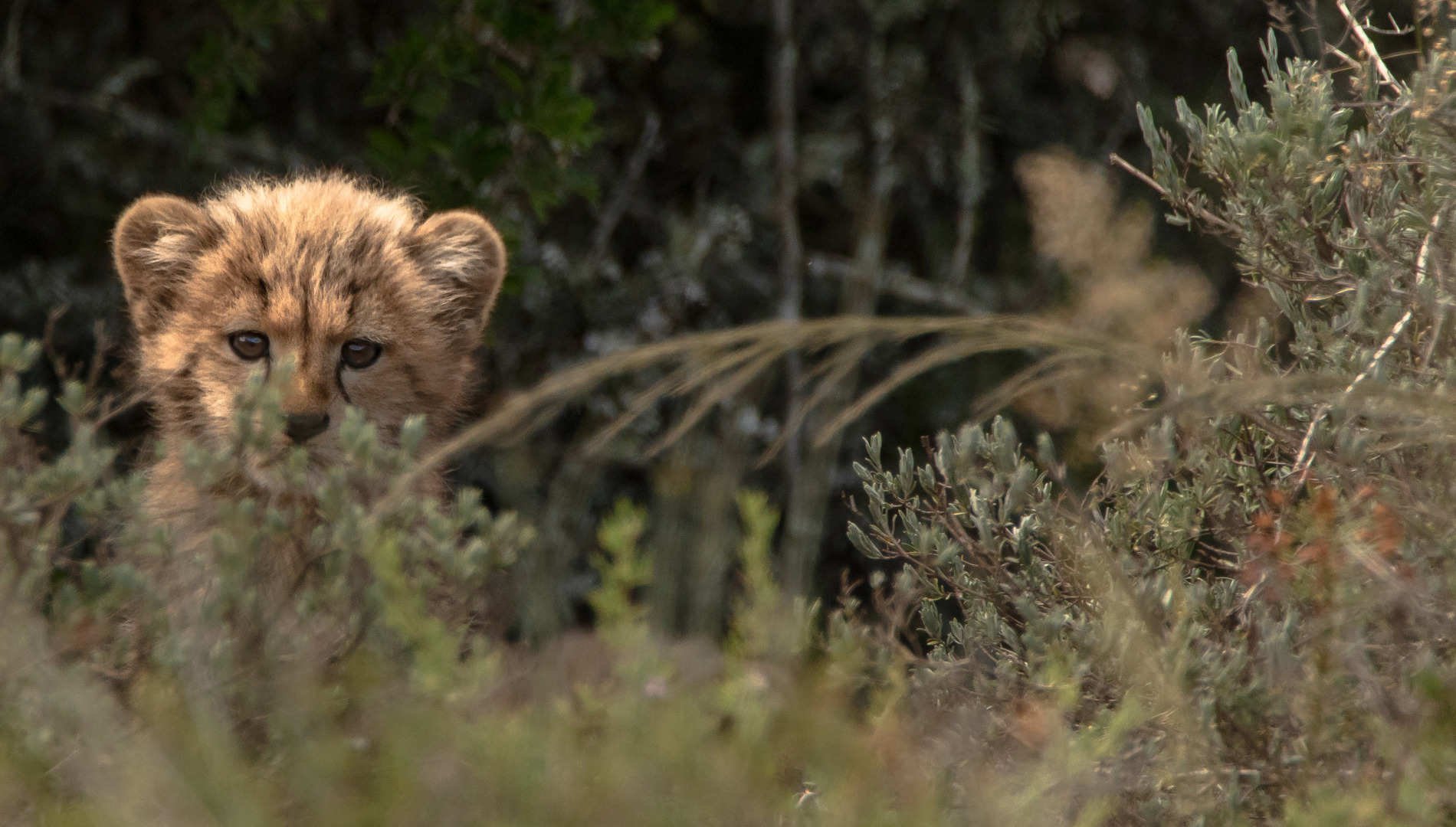 Amakhala-Game-Reserve
